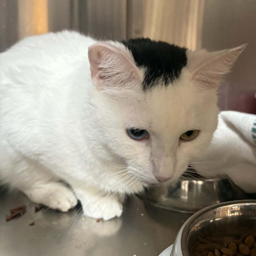 Frances - Costa Mesa Location, a Adoptable Domestic Short Hair in Chino Hills, CA image 3/6