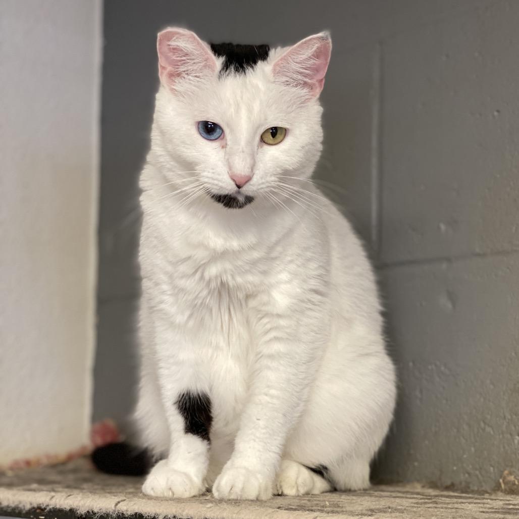 Frances - Costa Mesa Location, a Adoptable Domestic Short Hair in Chino Hills, CA image 4/6