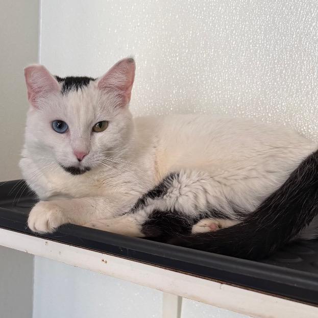 Frances - Costa Mesa Location, a Adoptable Domestic Short Hair in Chino Hills, CA image 5/6