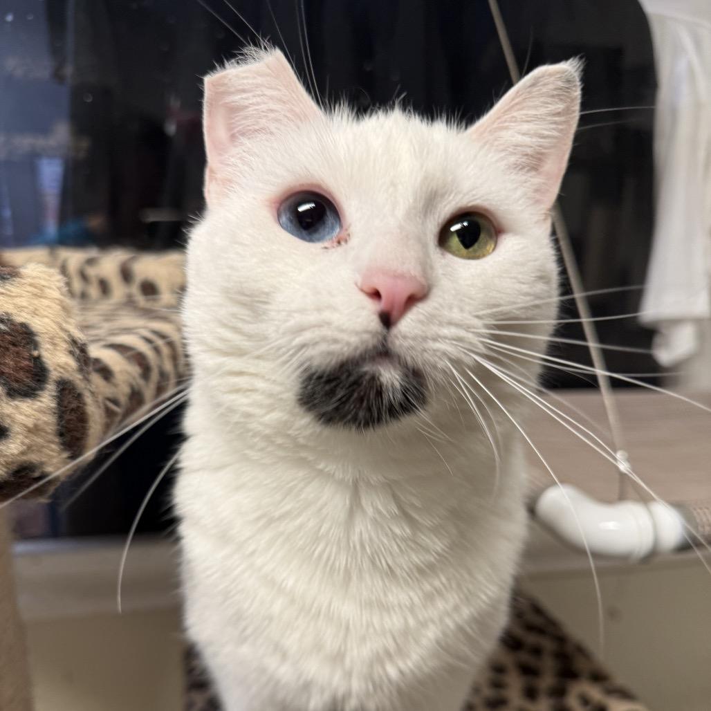 Frances - Costa Mesa Location, a Adoptable Domestic Short Hair in Chino Hills, CA image 6/6