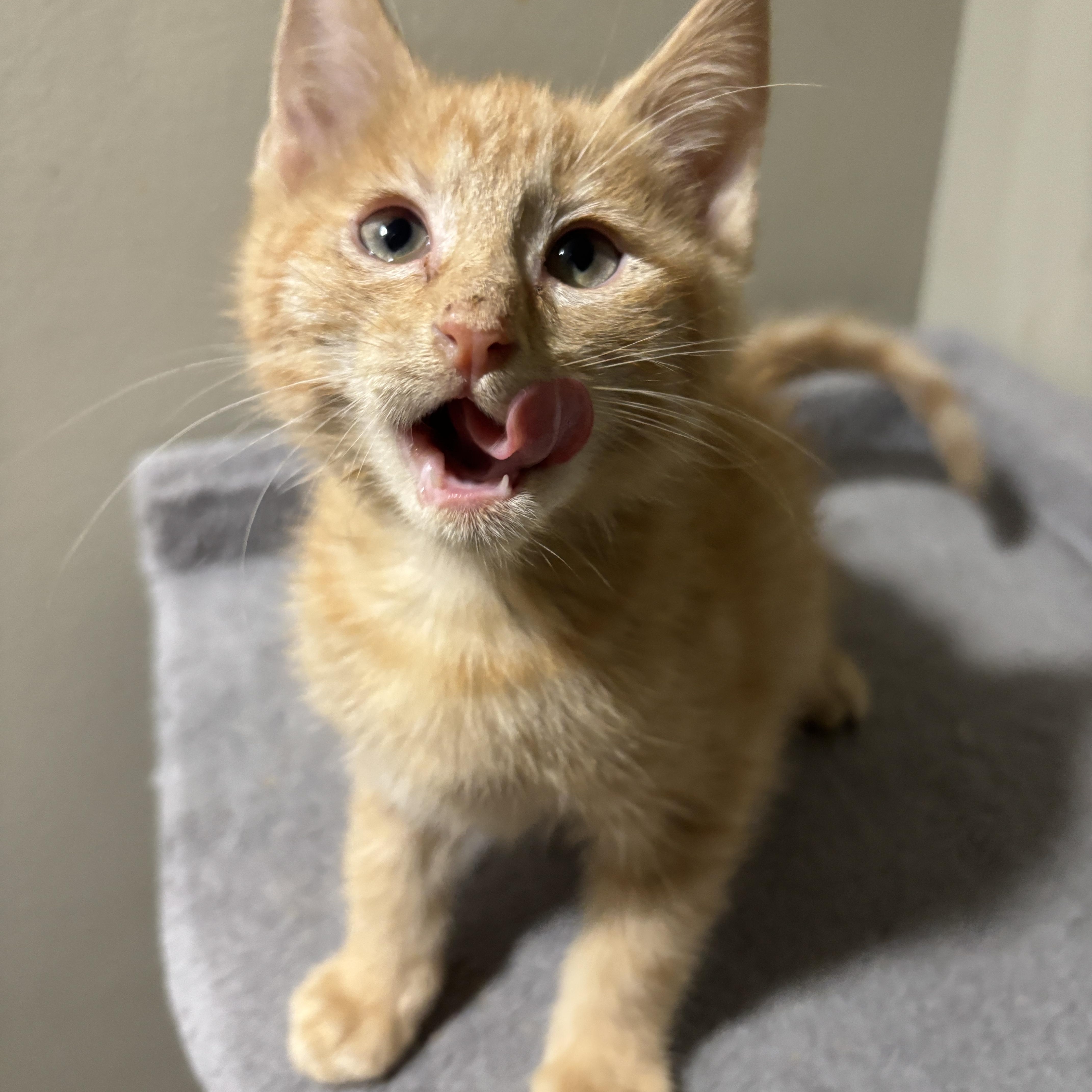 Enlarge Beethoven, an adopted Domestic Short Hair in East Hanover, NJ image 1/3