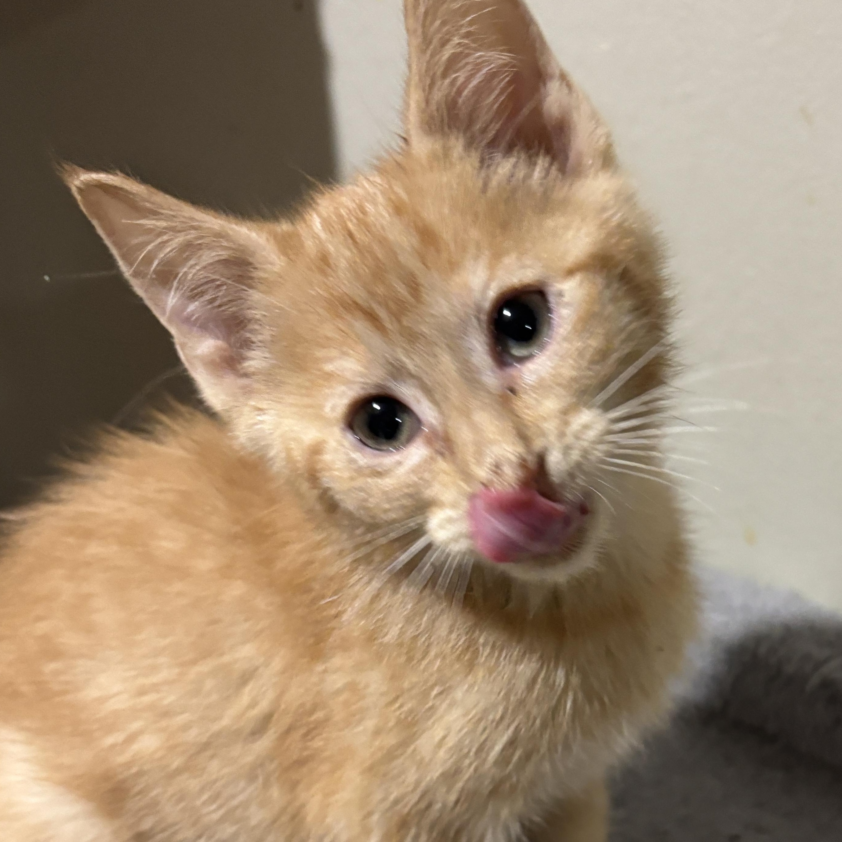 Enlarge Beethoven, an adopted Domestic Short Hair in East Hanover, NJ image 2/3