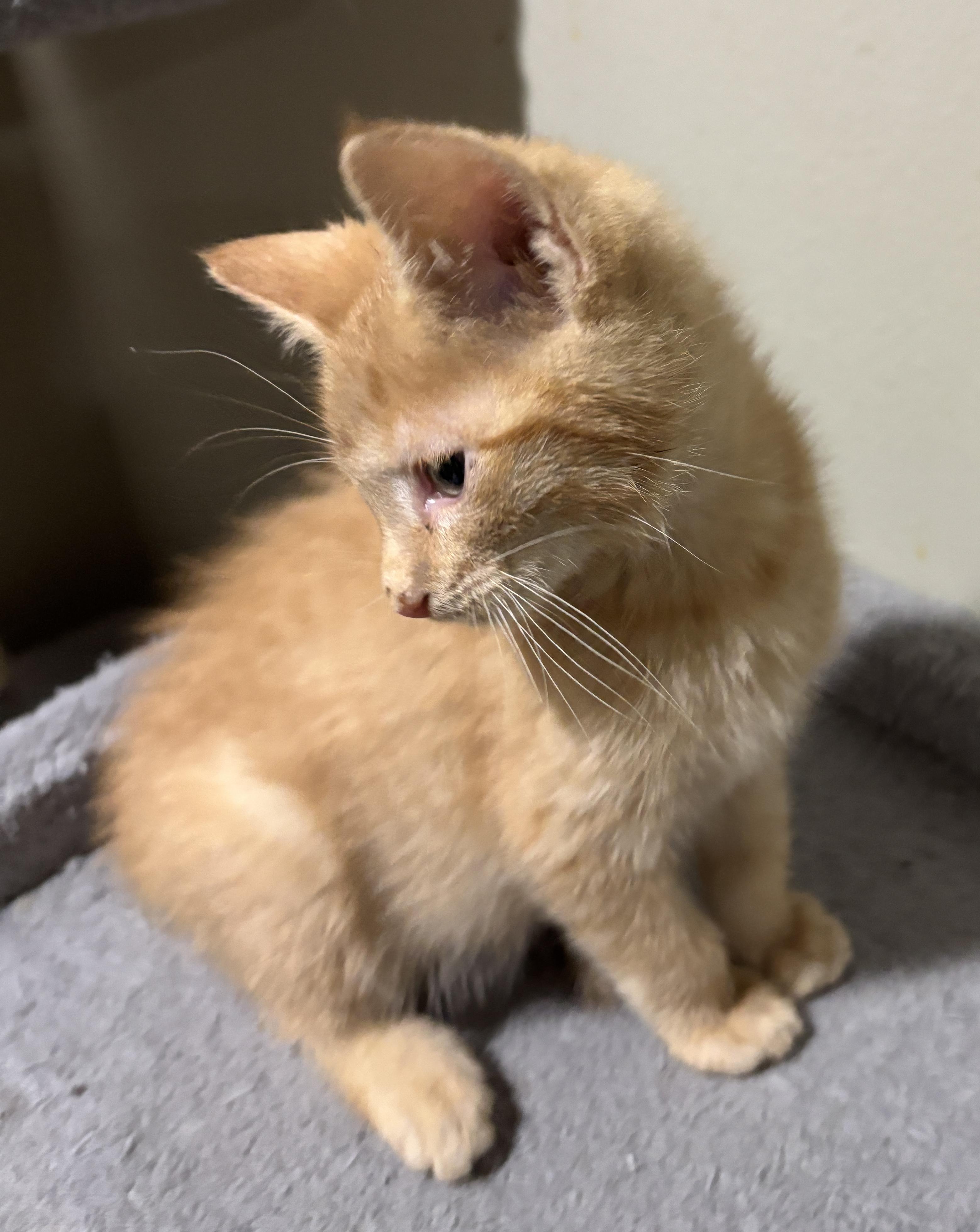 Enlarge Beethoven, an adopted Domestic Short Hair in East Hanover, NJ image 3/3