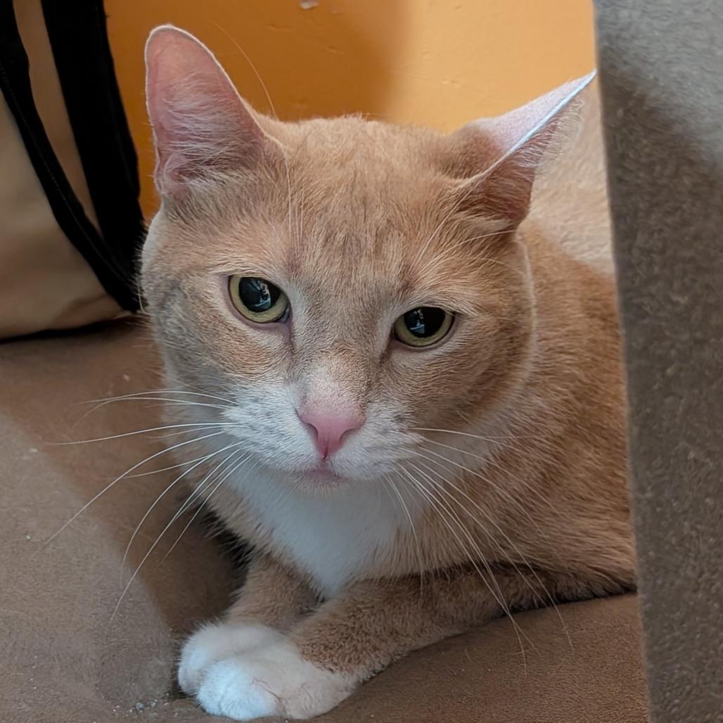Enlarge Ollie (Declawed/Bonded with Louie), a Adoptable Domestic Short Hair in Roselle, IL image 1/1