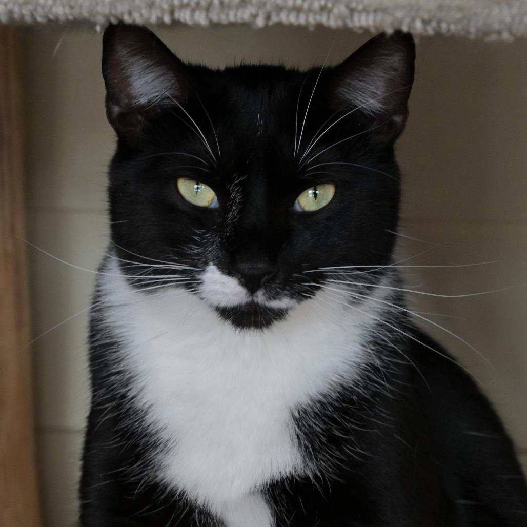 Tony, Adoptable, Adult Male Domestic Short Hair.