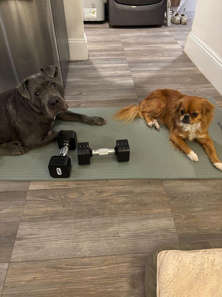 Bethany, Adoptable, Adult Female Mixed Breed.