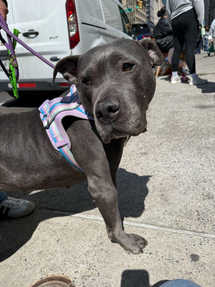 Enlarge Bethany, a Adoptable mixed breed in Jersey City, NJ image 1/5