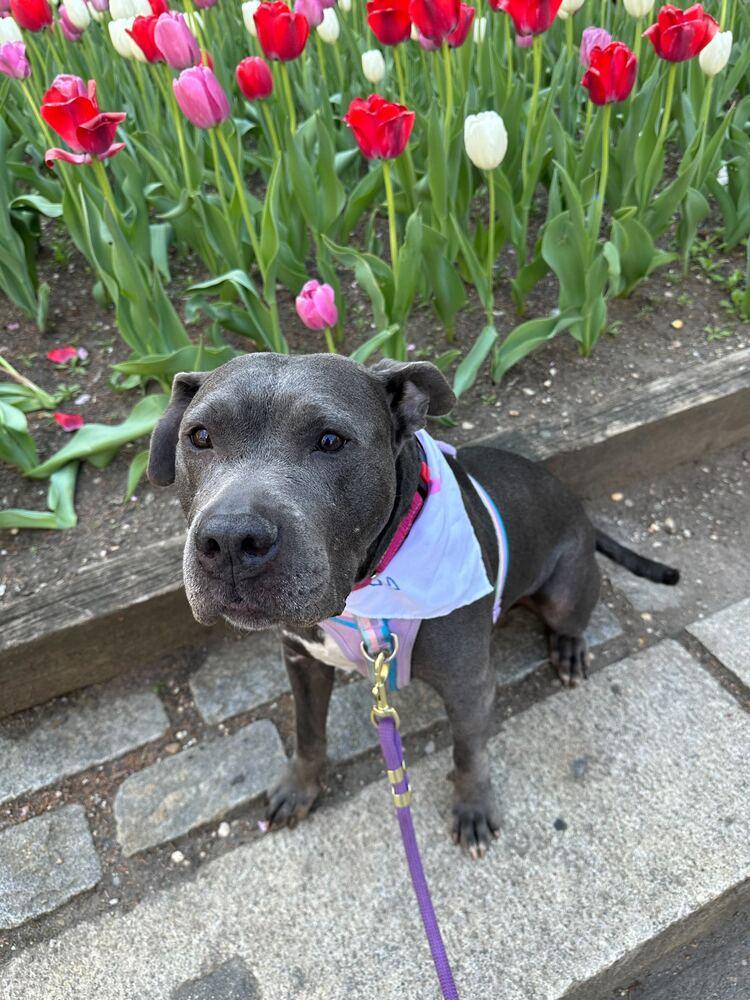 Enlarge Bethany, a Adoptable mixed breed in Jersey City, NJ image 2/5