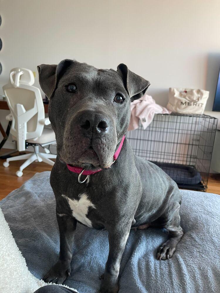 Enlarge Bethany, a Adoptable mixed breed in New York, NY image 3/6