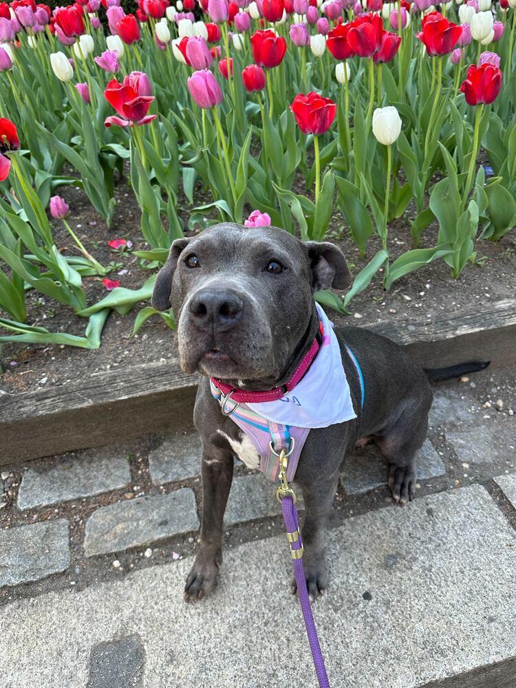 Enlarge Bethany, a Adoptable mixed breed in Jersey City, NJ image 4/5