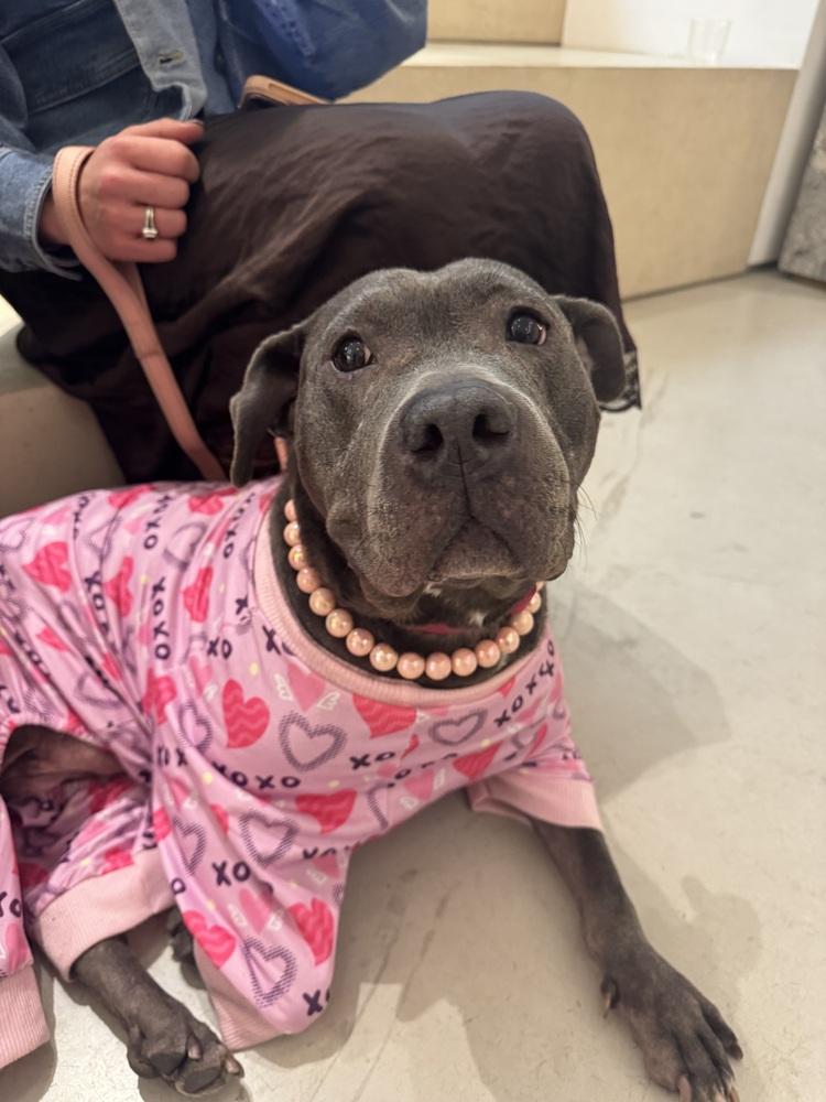 Enlarge Bethany, a Adoptable mixed breed in New York, NY image 4/6