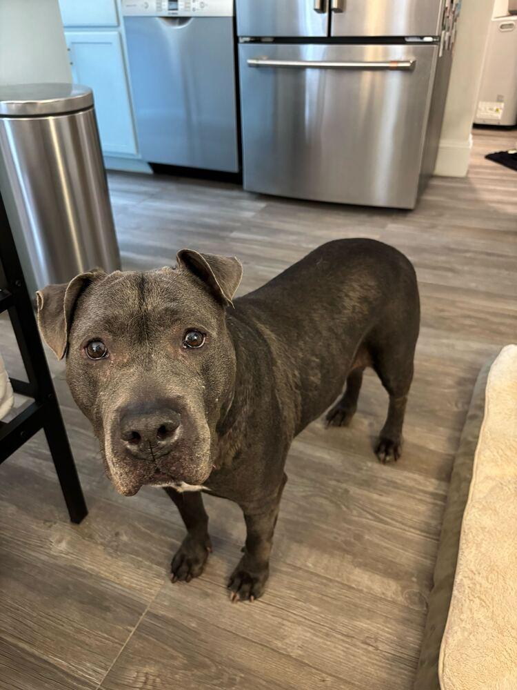 Enlarge Bethany, a Adoptable mixed breed in New York, NY image 5/6