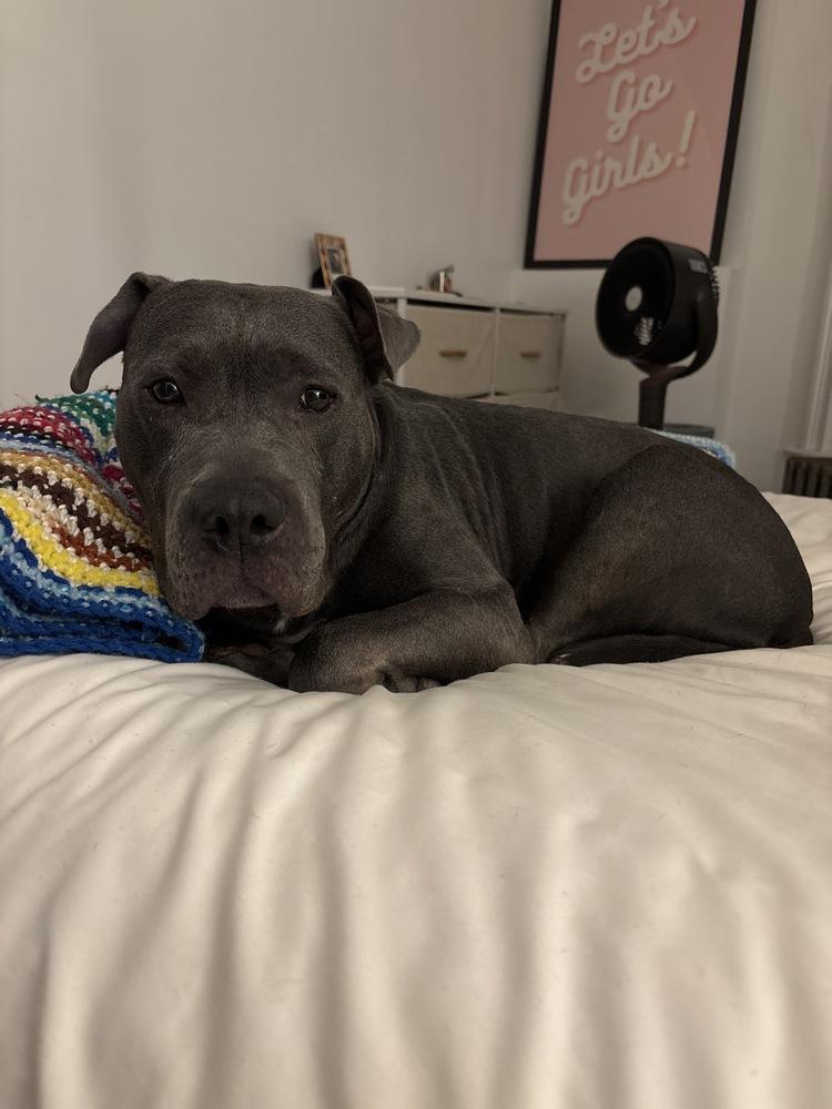 Enlarge Bethany, a Adoptable mixed breed in New York, NY image 6/6