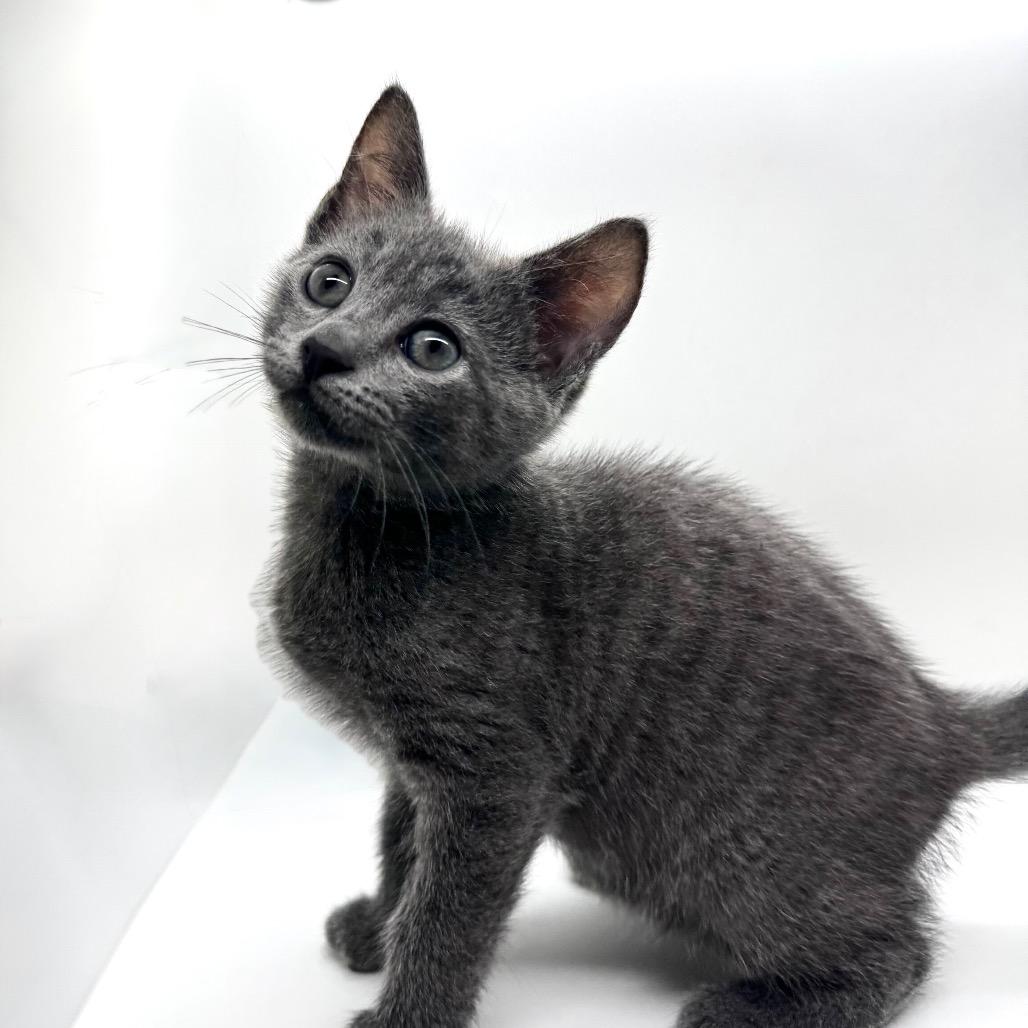 Mike Teavee, Adoptable, Kitten Male Domestic Short Hair.