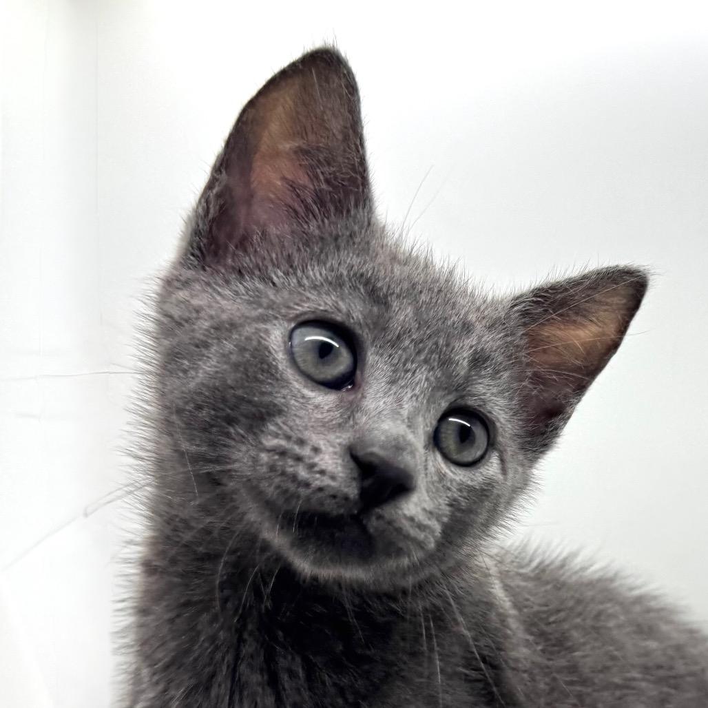 Enlarge Mike Teavee, a Adoptable Domestic Short Hair in Marshall, VA image 2/5