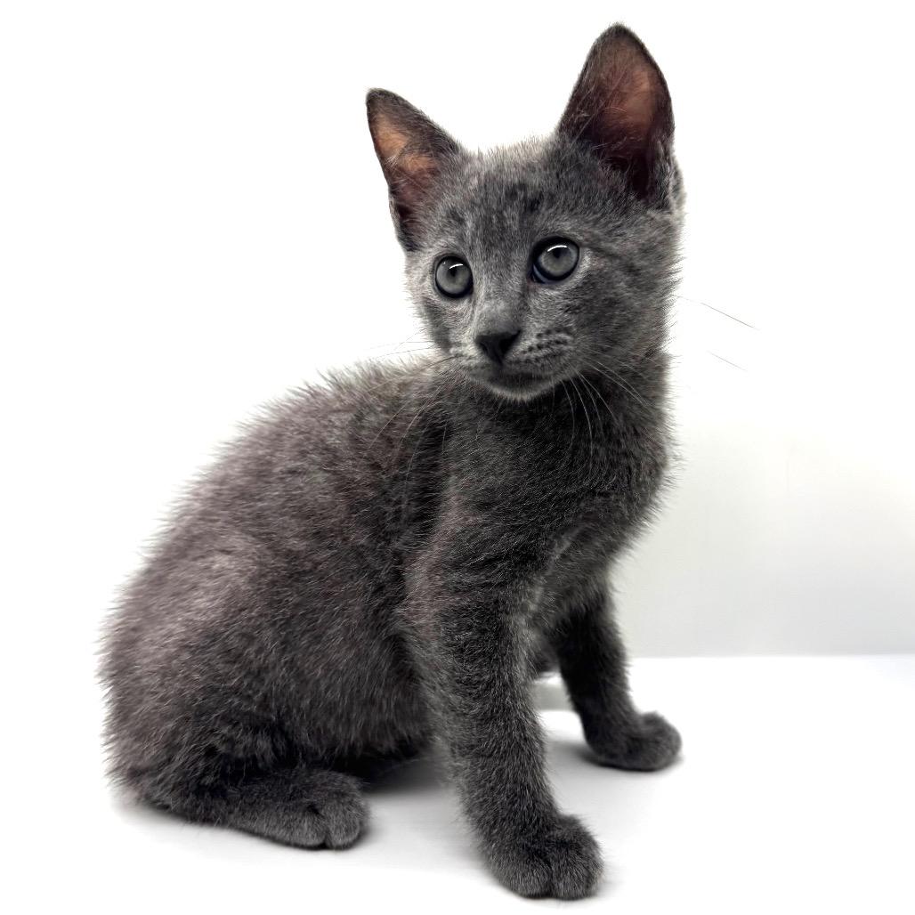 Enlarge Mike Teavee, a Adoptable Domestic Short Hair in Marshall, VA image 3/5