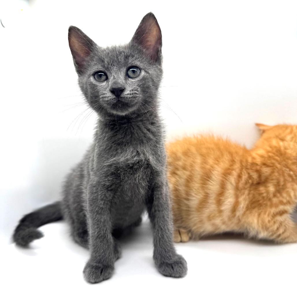 Enlarge Mike Teavee, a Adoptable Domestic Short Hair in Marshall, VA image 4/5