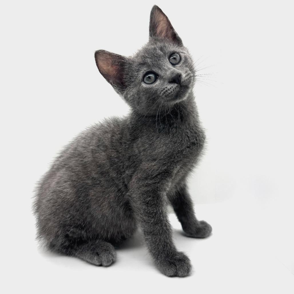 Enlarge Mike Teavee, a Adoptable Domestic Short Hair in Marshall, VA image 5/5
