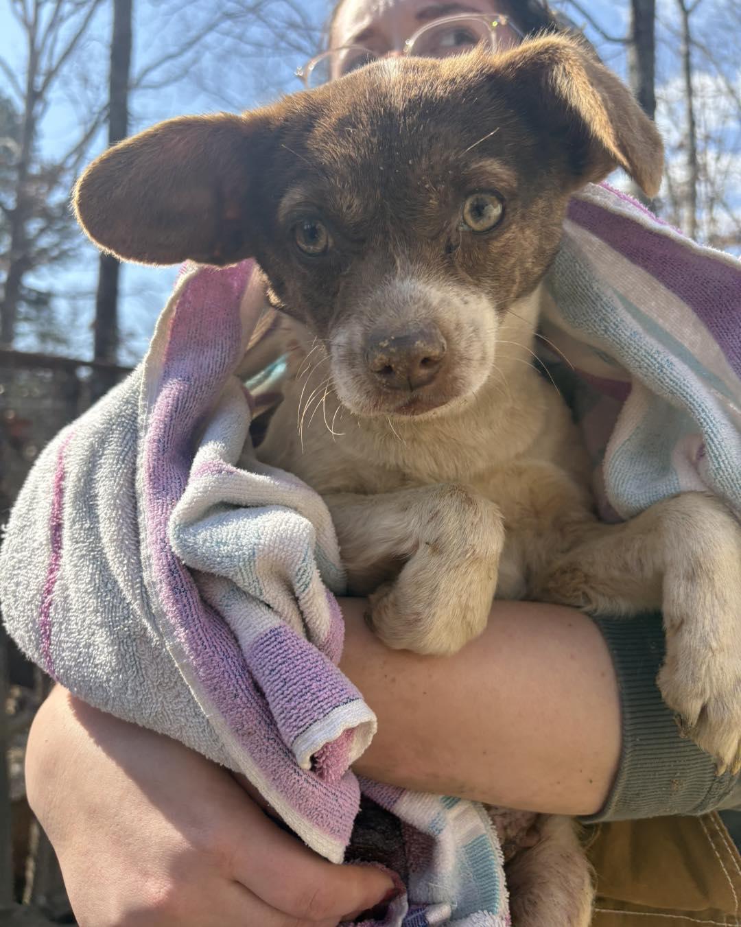Enlarge Moira, a Adoptable mixed breed in Kansas City, MO image 1/2