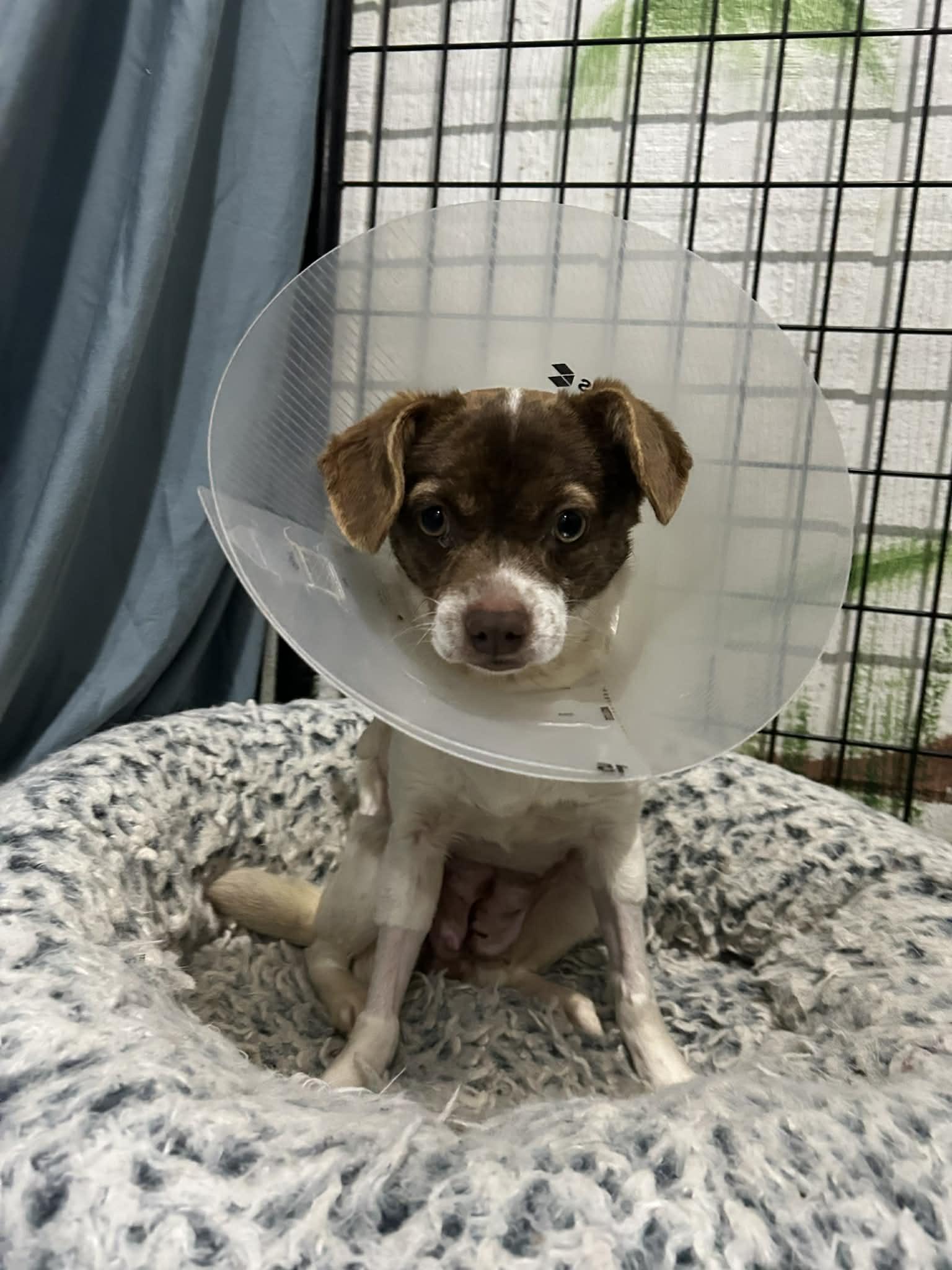 Enlarge Moira, a Adoptable mixed breed in Kansas City, MO image 2/2