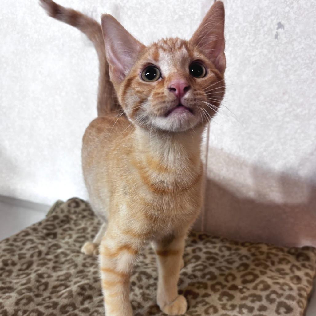 Enlarge Sherbert - PetSmart Belleville, a Adoptable Domestic Short Hair in Belleville, IL image 1/2
