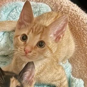 Enlarge Sherbert - PetSmart Belleville, a Adoptable Domestic Short Hair in Belleville, IL image 2/2