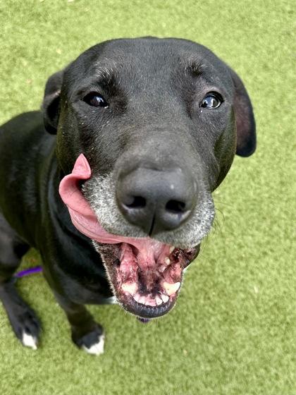 Ronaldo, a Adoptable mixed breed in Wichita, KS image 1/3