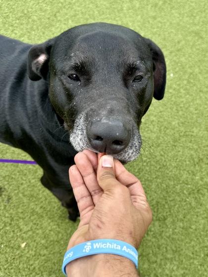 Ronaldo, a Adoptable mixed breed in Wichita, KS image 2/3