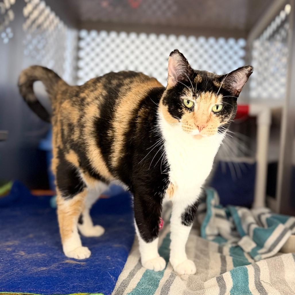 Jeanie, Adoptable, Adult Female Domestic Short Hair.