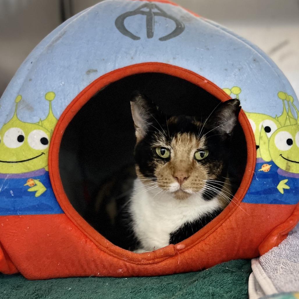 Jeanie, Adoptable, Adult Female Domestic Short Hair.