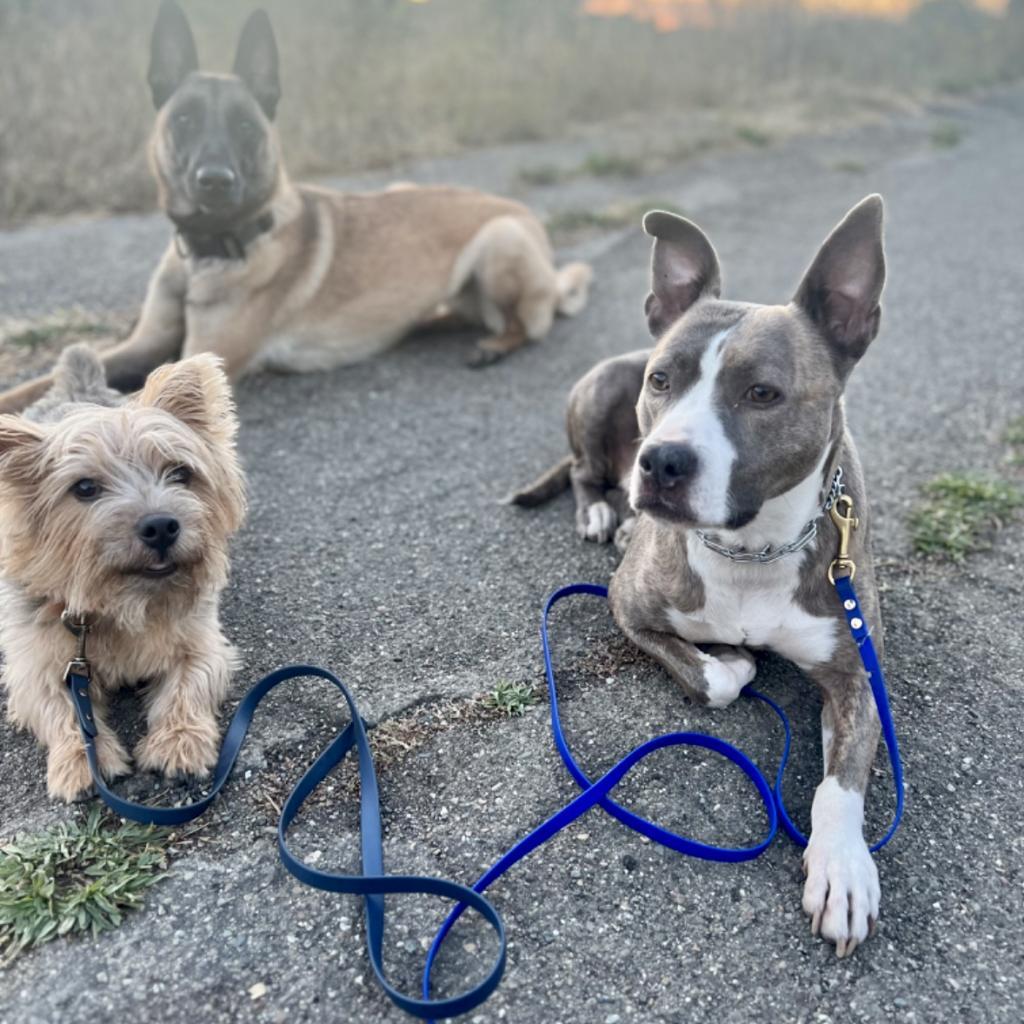 RILEY McPITTY, a Adoptable mixed breed in Point Richmond, CA image 1/6