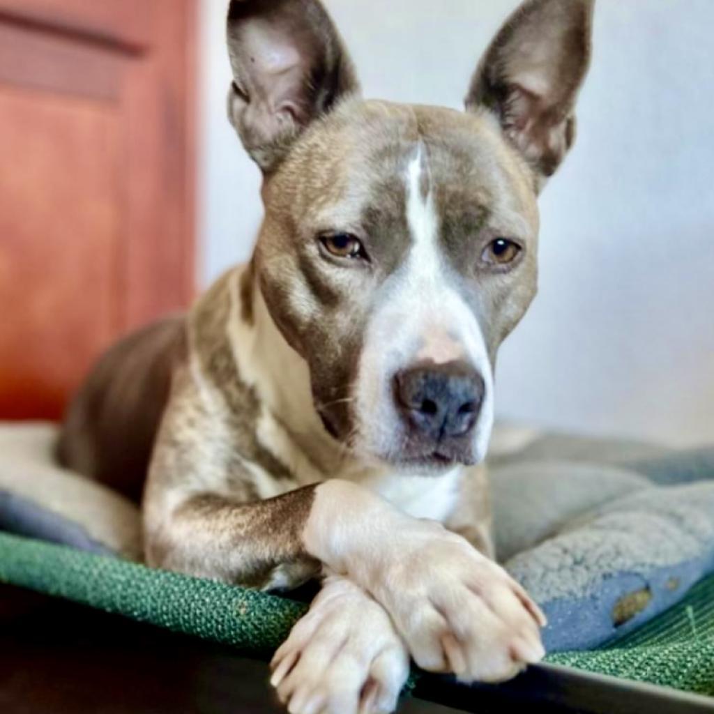 RILEY McPITTY, a Adoptable mixed breed in Point Richmond, CA image 4/6
