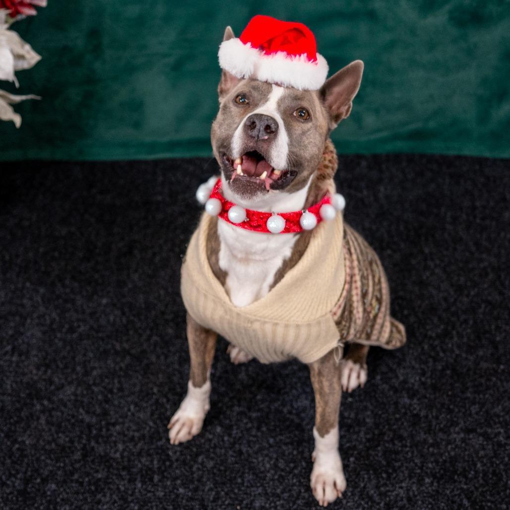 RILEY McPITTY, a Adoptable mixed breed in Point Richmond, CA image 5/6