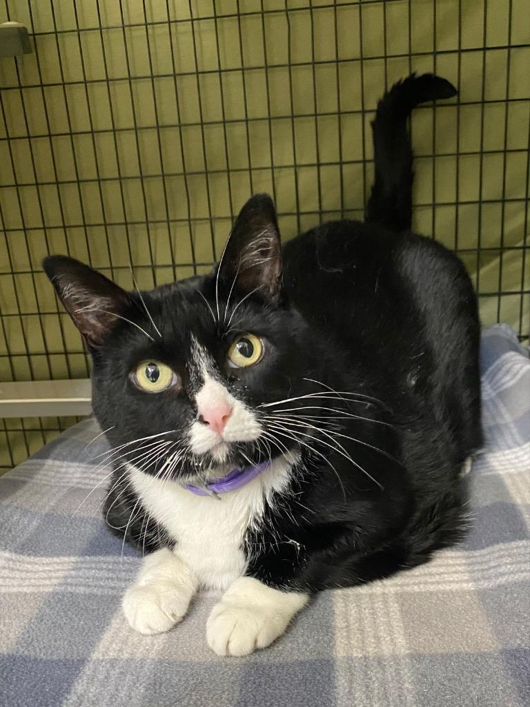Twerp, Adoptable, Senior Female Domestic Short Hair.
