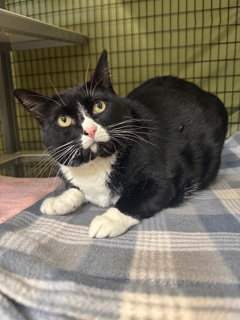 Enlarge Twerp, a Adoptable mixed breed in Grants Pass, OR image 2/2