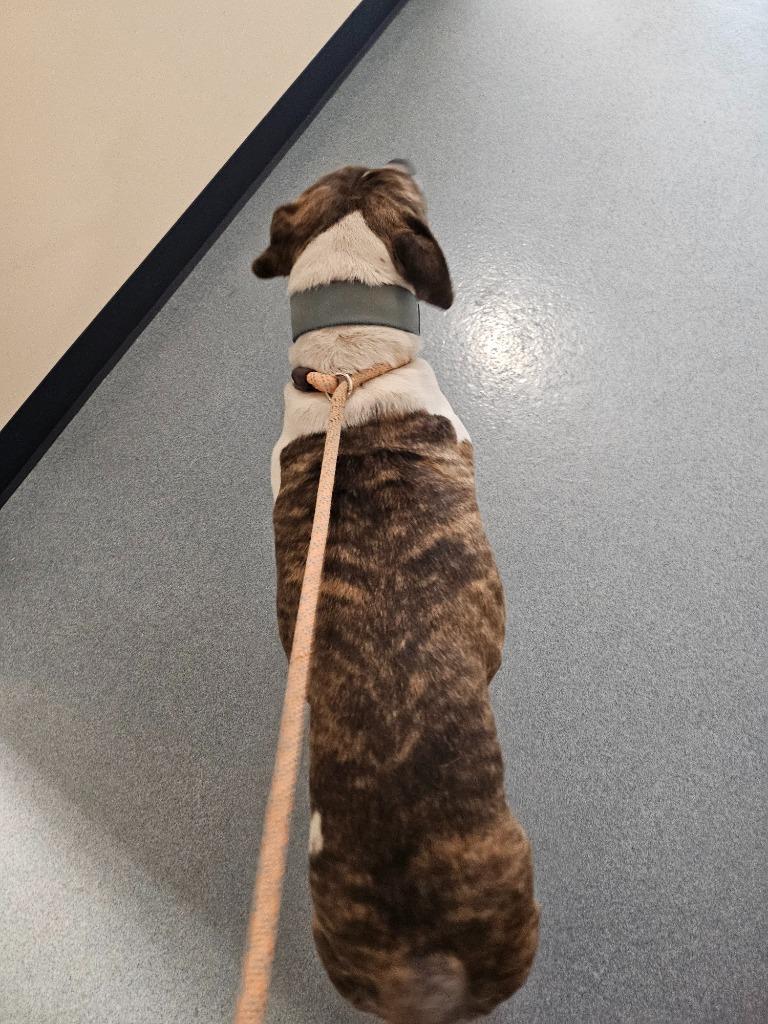 Enlarge Brody, a Adoptable mixed breed in Portland, IN image 1/4