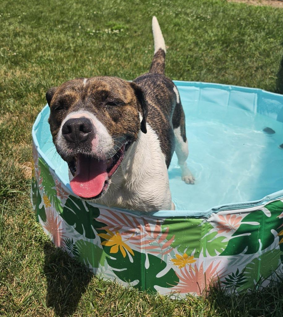 Enlarge Brody, a Adoptable mixed breed in Portland, IN image 2/4