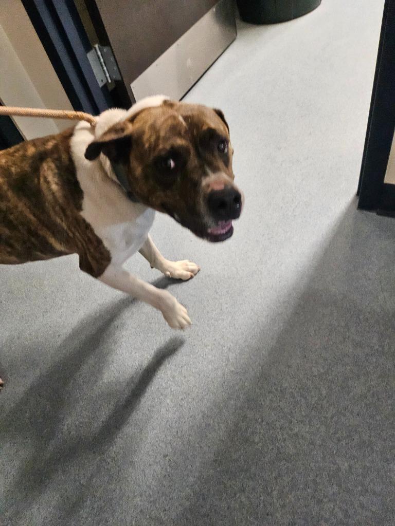 Enlarge Brody, a Adoptable mixed breed in Portland, IN image 3/4