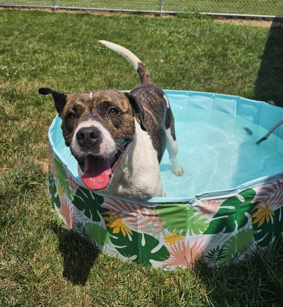 Brody, a Adoptable mixed breed in Portland, IN image 4/4