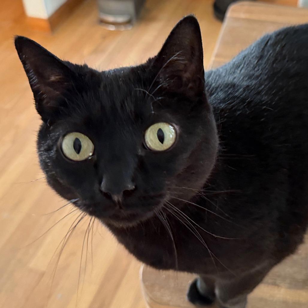 Enlarge Luna, a Adoptable Domestic Short Hair in Morgan Hill, CA image 1/1