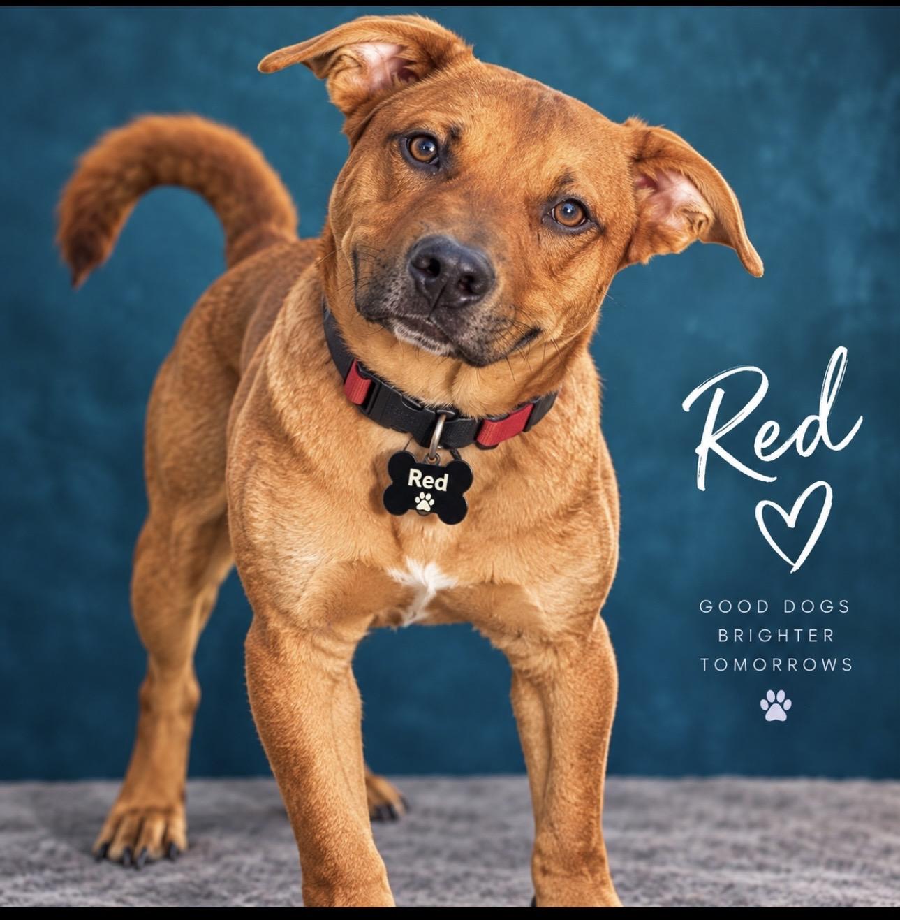 Enlarge Red, a Adoptable mixed breed in CUMMING, GA image 2/6