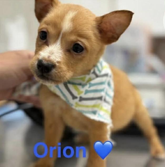 Orion, adopted, Puppy Male Shih Tzu & Chihuahua.