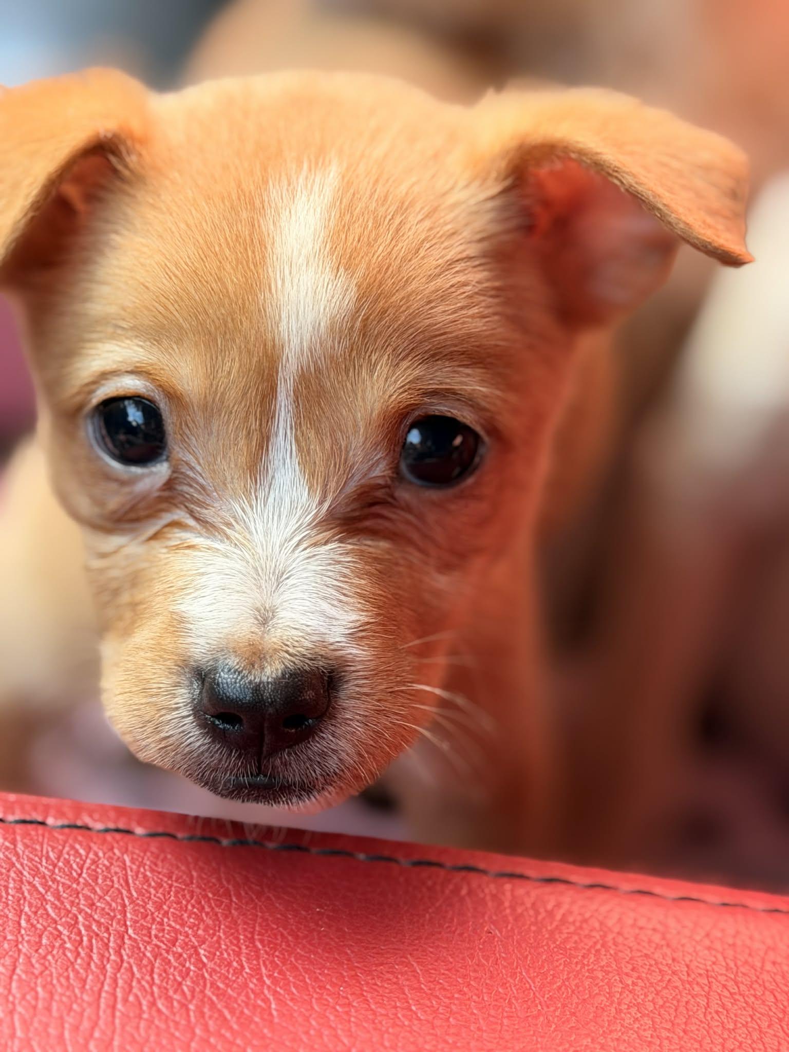 Enlarge Orion, an adopted mixed breed in Carmel, NY image 2/2