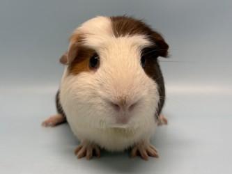 Bigweld, Adoptable, Adult Male Guinea Pig & Guinea Pig.
