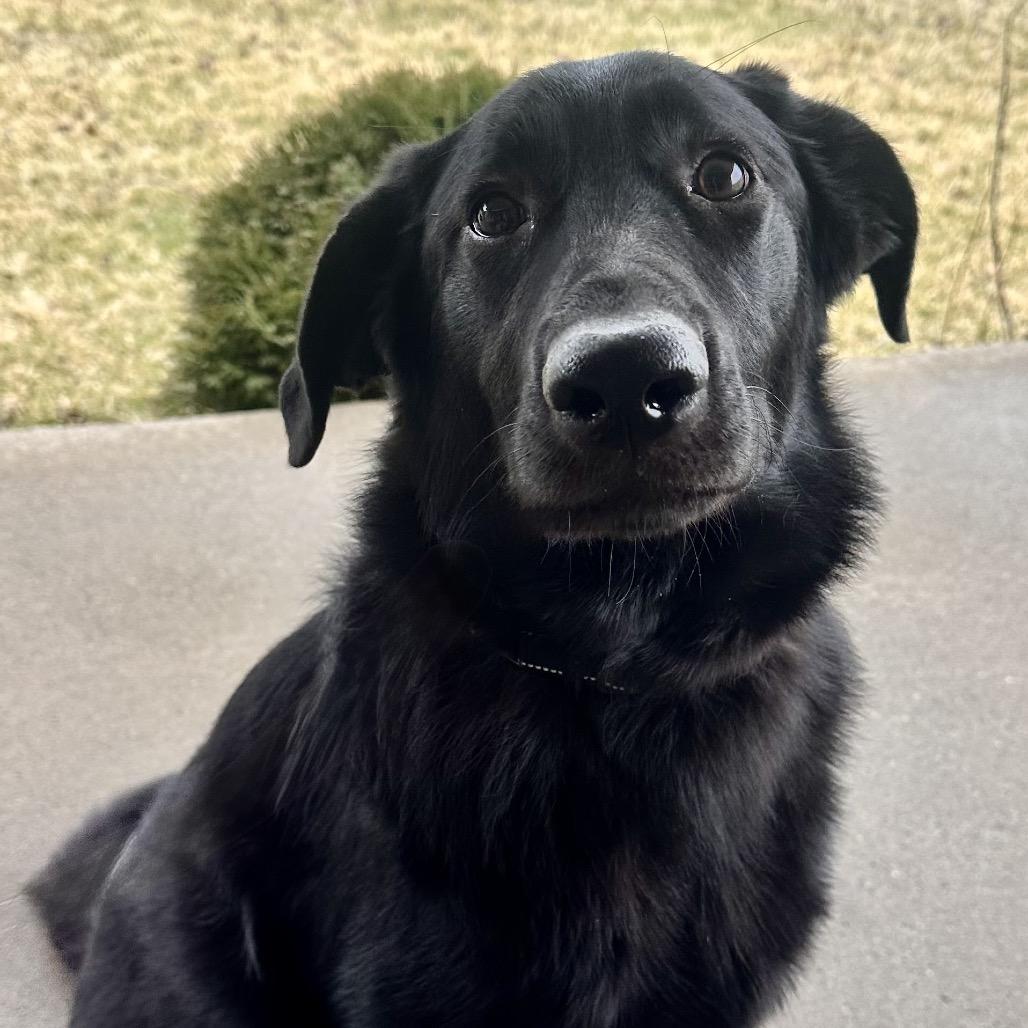 Lucy, Adoptable, Young Female Black Labrador Retriever & Shepherd.