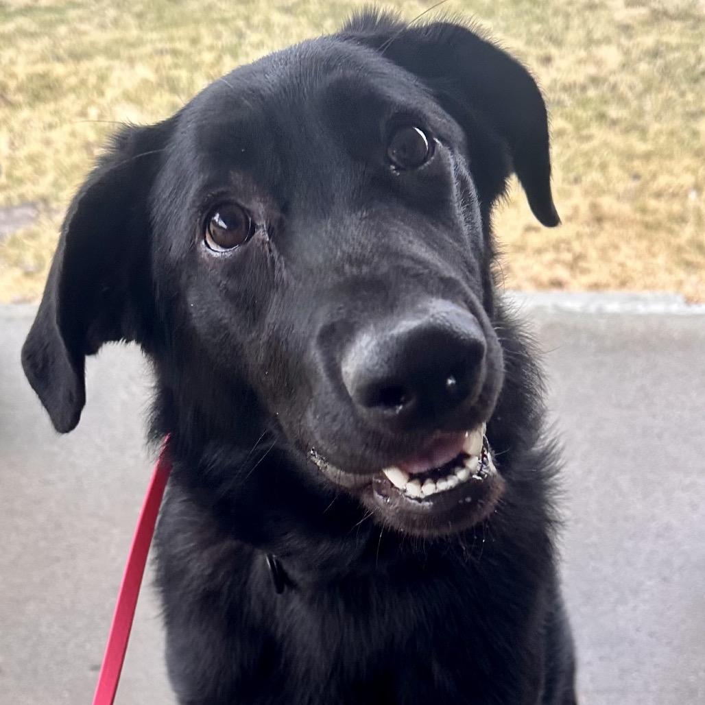 Enlarge Lucy, a Adoptable mixed breed in Kokomo, IN image 2/4