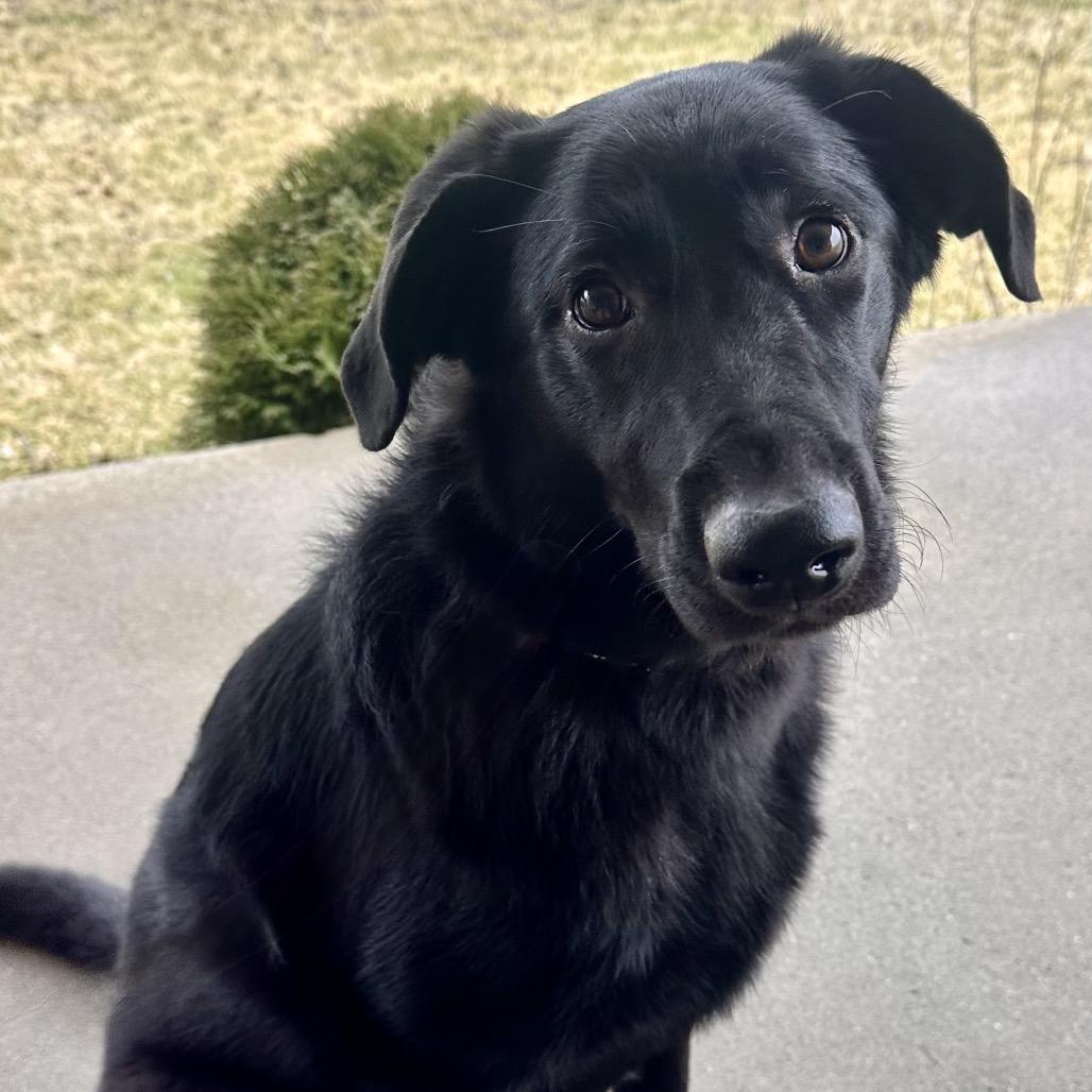 Enlarge Lucy, a Adoptable mixed breed in Kokomo, IN image 3/4