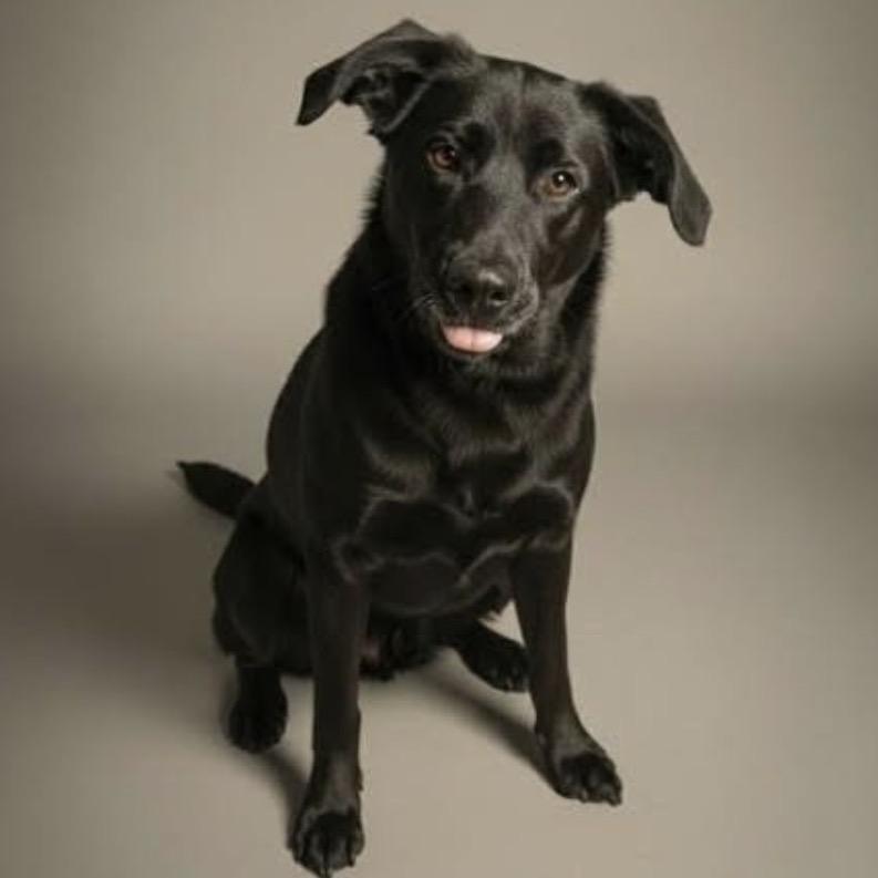Enlarge Lucy, a Adoptable mixed breed in Kokomo, IN image 4/4