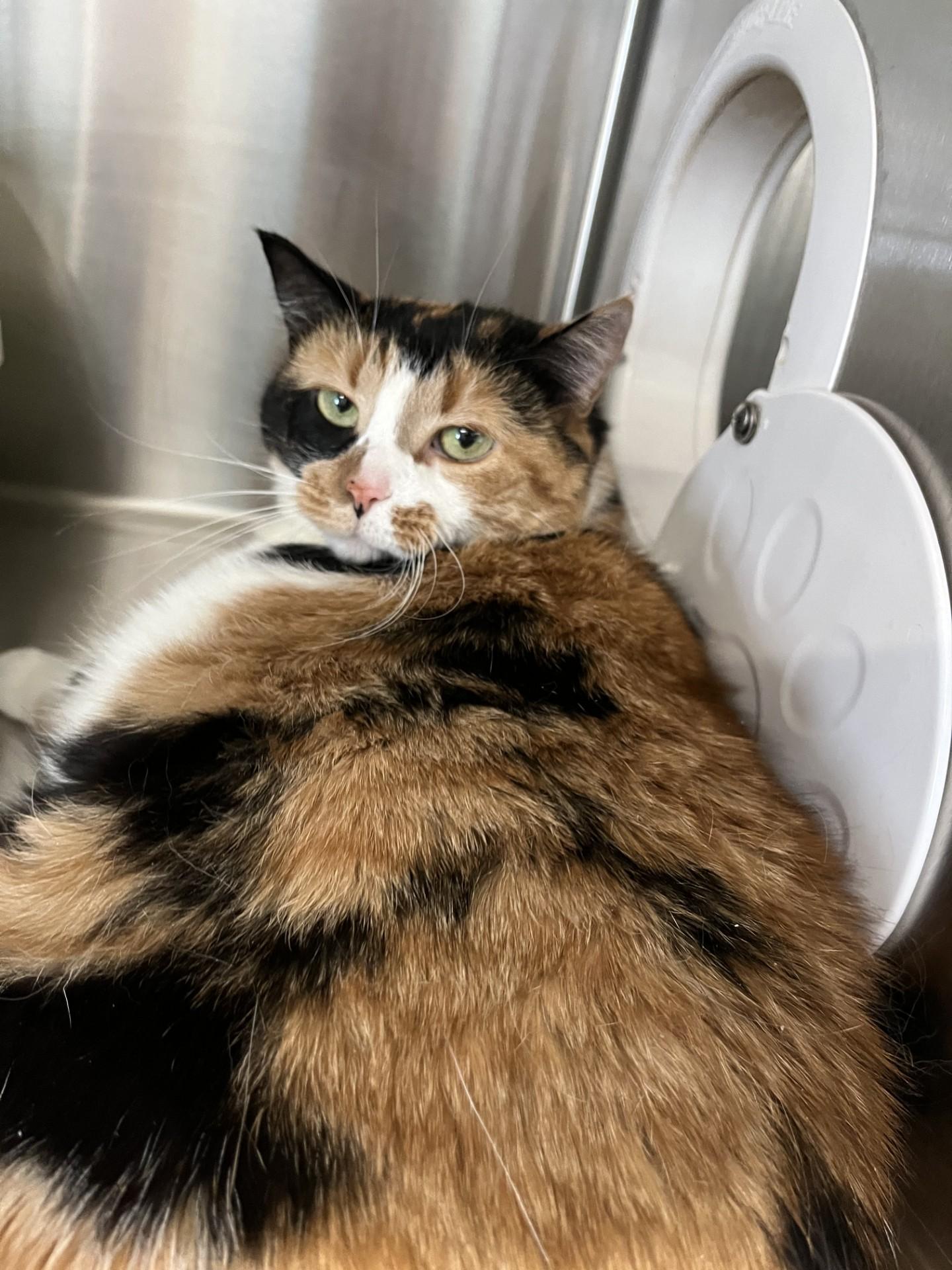 Enlarge Lily, a ADOPTABLE Domestic Short Hair in Boyne City, MI image 1/2