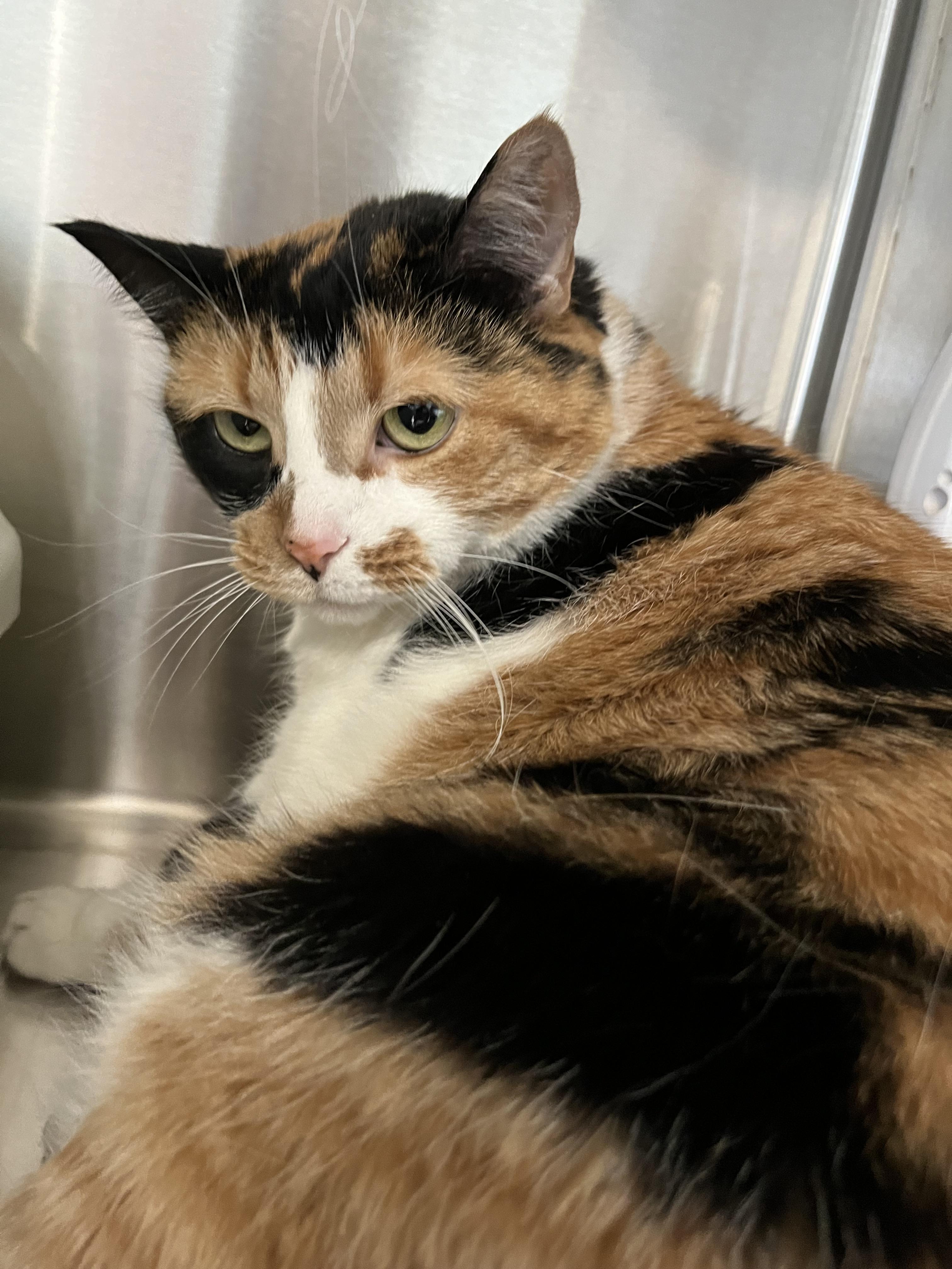 Enlarge Lily, a ADOPTABLE Domestic Short Hair in Boyne City, MI image 2/2